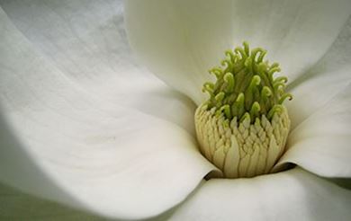 Picture for category White Magnolia