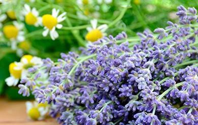 Picture for category Lavender Chamomile