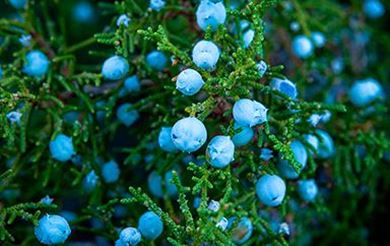 Picture for category Juniper Berries